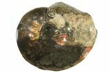 Flashy Ammonite Fossil - Alberta Ammolite #222712-1